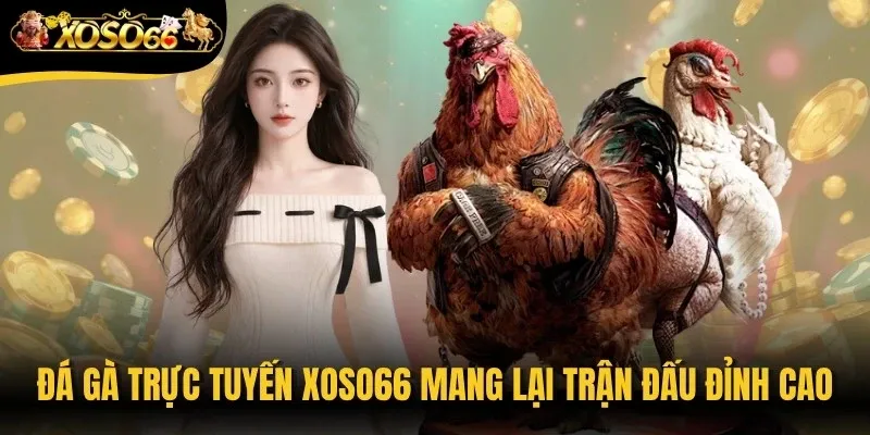 Đá gà trực tuyến Xoso66 mang lại những trận đấu đỉnh cao